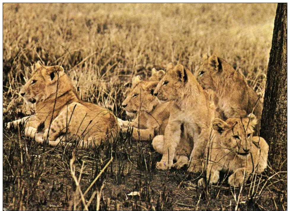LION CUBS ( Pantheraleo Massaica) In Nairobi National Park Recto Verso Beau Timbre - Kenya