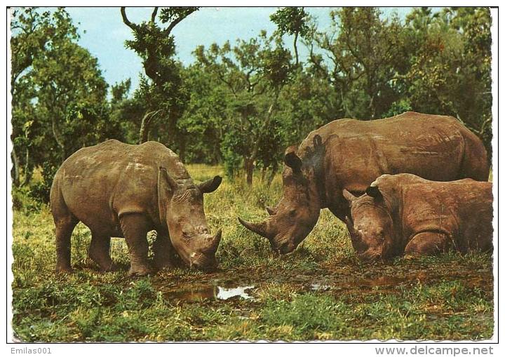 Rinocéros  . - Rhinoceros