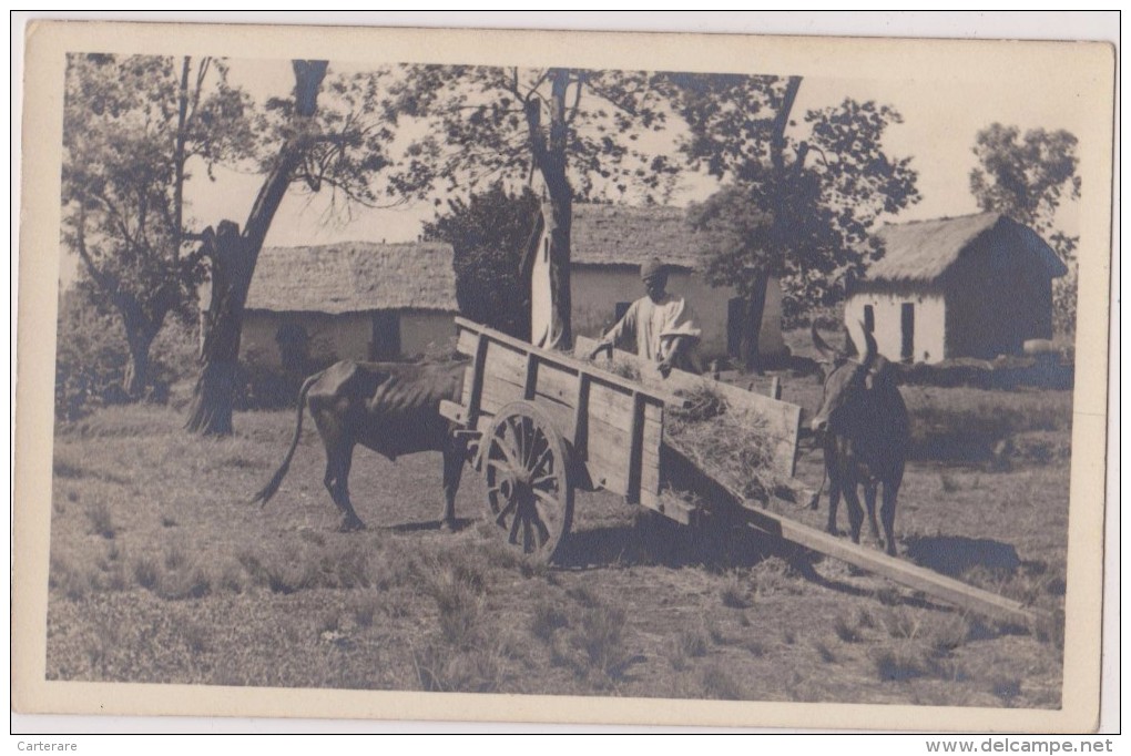 MADAGASCAR,MADAGASIKARA,MALAGASY,ile,sud équateur,ex Colonie Française,TANANARIVE,carte Photo,malgache,paysan - Madagascar