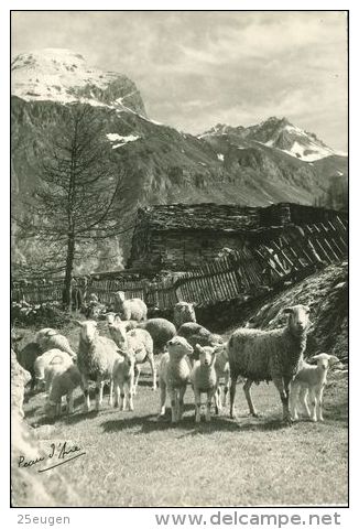 SHEEP  Postcard Used   ( Z 642 ) - Autres & Non Classés