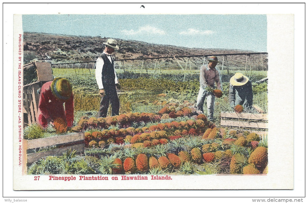 ///  CPA - Amérique - Hawaï - Pineapple Plantation On Hawaïian Islands  // - Big Island Of Hawaii