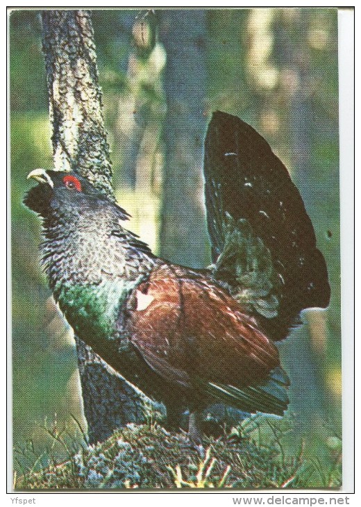 Grouse - Tetrao Urogallus - Birds