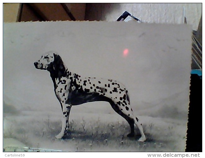 CANE DOG DALMATA BEPI  DI MILLI STEINER GENOVA   VB1953 EW1390 - Hunde