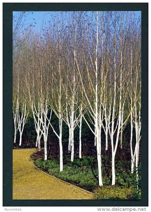 ENGLAND  -  Anglesey Abbey  Silver Birches  Used Postcard As Scans - Other & Unclassified