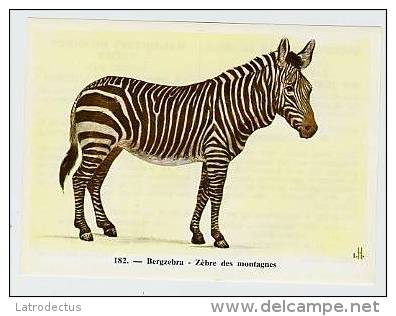 Fort - Zoogdieren - 182 - Bergzebra, Zébre Des Montagnes - Otros & Sin Clasificación