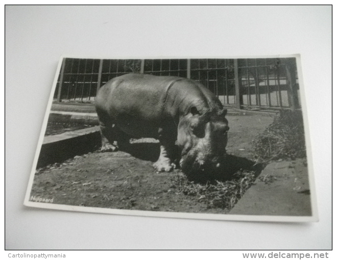 ZOO IPPOPOTAMO NIJLPAARD - Hippopotames