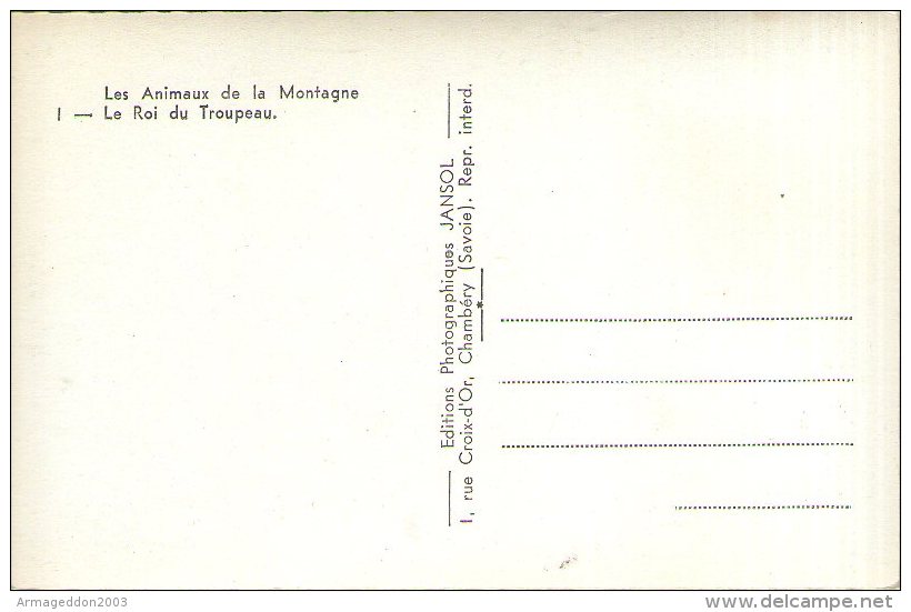 B37 / CPSM FORMAT CPA UN MOUFLON LE ROI DU TROUPEAU TBE NEUVE VOIR DOS - Autres & Non Classés