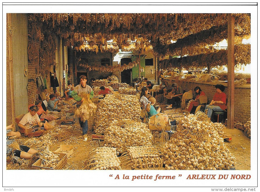 ARLEUX (Vallée De La Sensée) Le Tressage De L´ail L. MERLIN - Producteur - Arleux