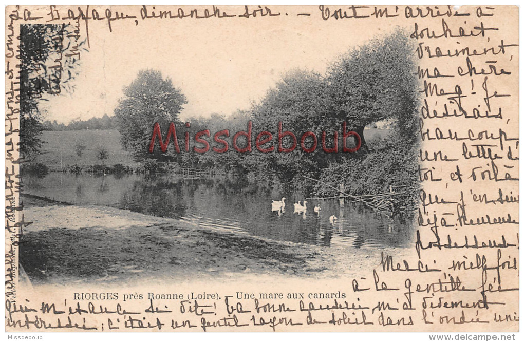 42 - RIORGES - Une Marre Aux Canards 1901  -  Voir Les  2 Scans - Riorges