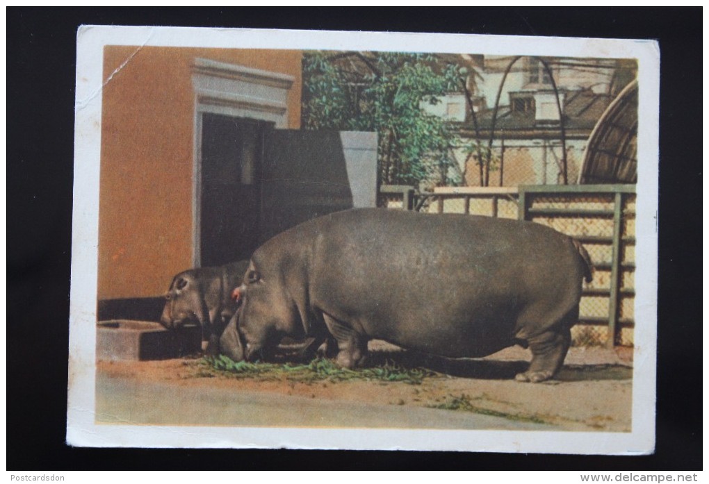 Hippo - Old Soviet PC 1959 - Rare! - Hippopotames