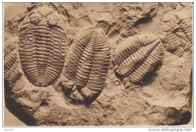 Trilobite Fossils, American Museum Natural History, New York City, C1930s Vintage Postcard - Museos