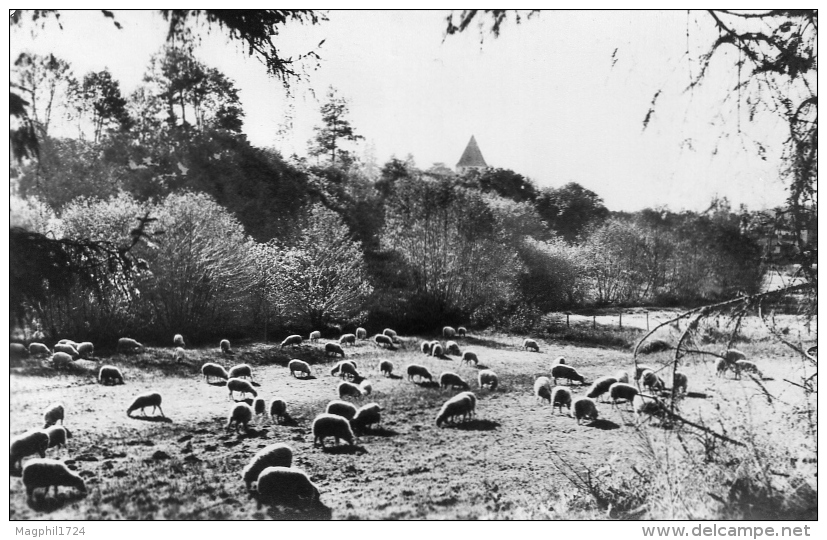 Cpsm Castets-des- Landes Pastorale  L Adoue - Castets