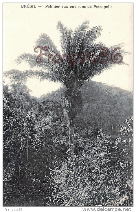 Brésil Brazil - Palmier Aux Environs De Petropolis - 2 SCANS - Autres