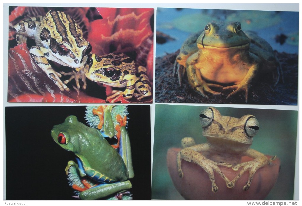Frog / Toad - 4 Modern  PCs Lot - Tortugas