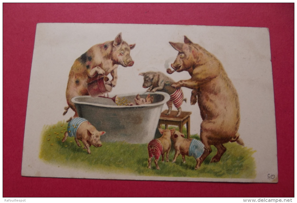 Cp  Famille De  Cochons + Baignoire - Schweine