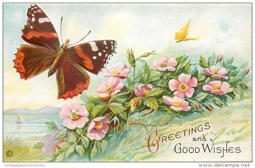 240497-Greetings & Good Wishes, Butterflies Flying Over Pink Daisies, Embossed Litho, Stecher No 684 D - Papillons