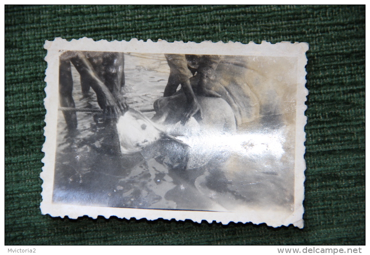 SENEGAL - 1949 - Chasseur Et Son Hippopotame - Afrique