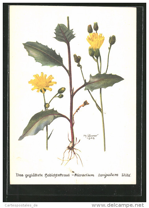 CPA Illustrateur Geglättetes Habichtskraut, Hieracium Levigatum - Autres & Non Classés