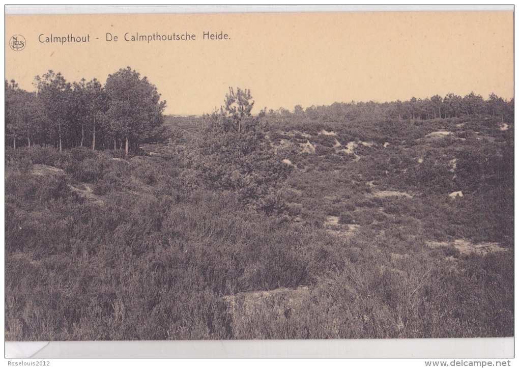 KALMTHOUT : De Calmpthoutsche Heide - Kalmthout