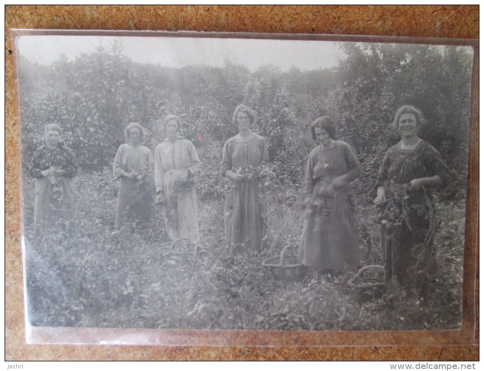 CARTE PHOTO DE CUEILLEUSES - Cultures