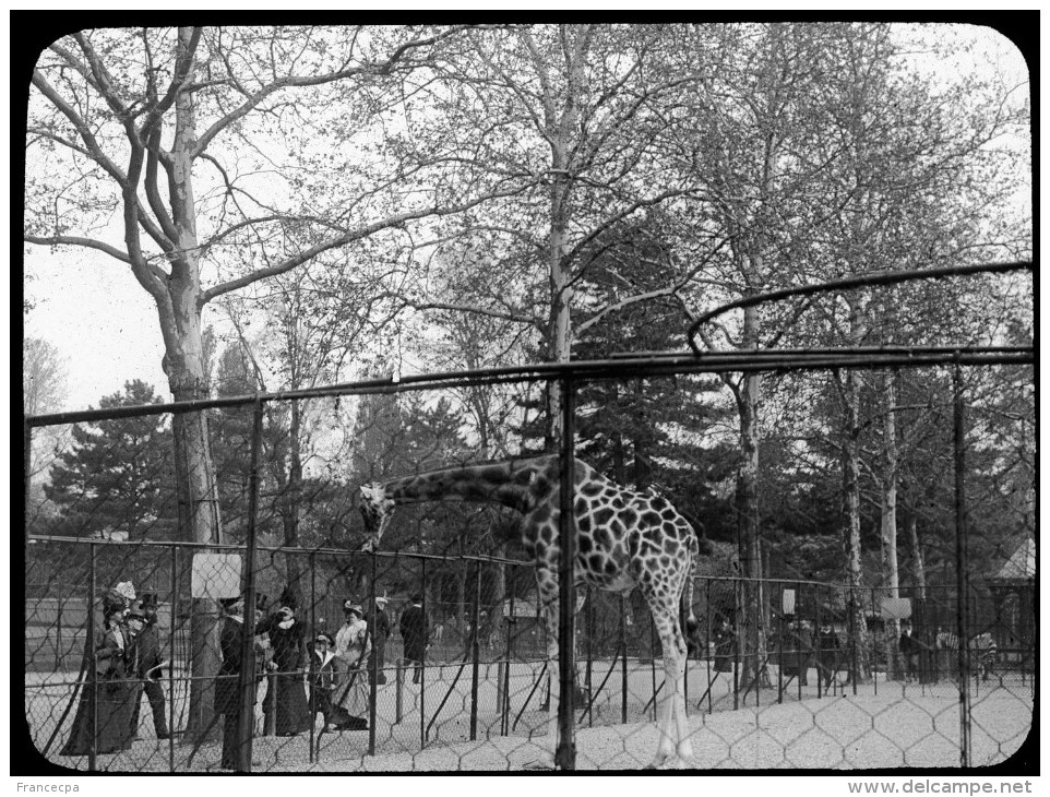 V0434 - PARIS - JARDIN D' Acclimatation - Diapositiva Su Vetro