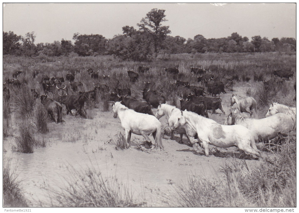 CAMARGUE  MANADE DE TAUREAUX (dil208) - Taureaux