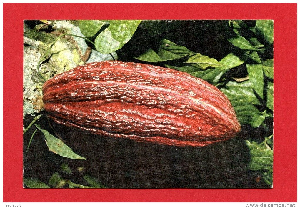 Trinidad - Cocoa Pod - Trinidad