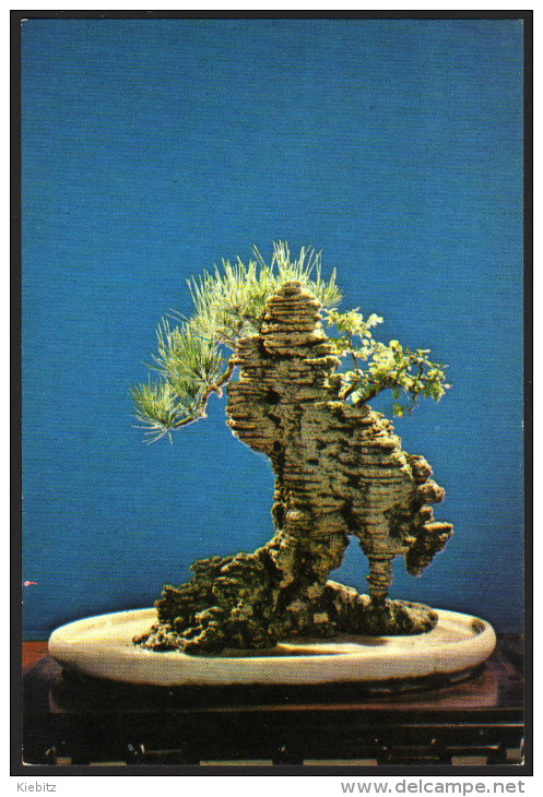 Bonsai - Bäumchen, Bonsai Trees - Nicht Gelaufen - Bäume