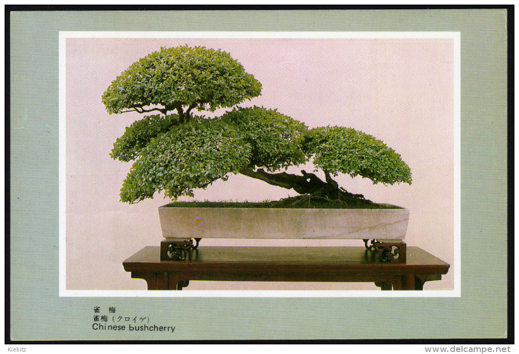 Bonsai - Bäumchen, Bonsai Trees - Nicht Gelaufen - Trees