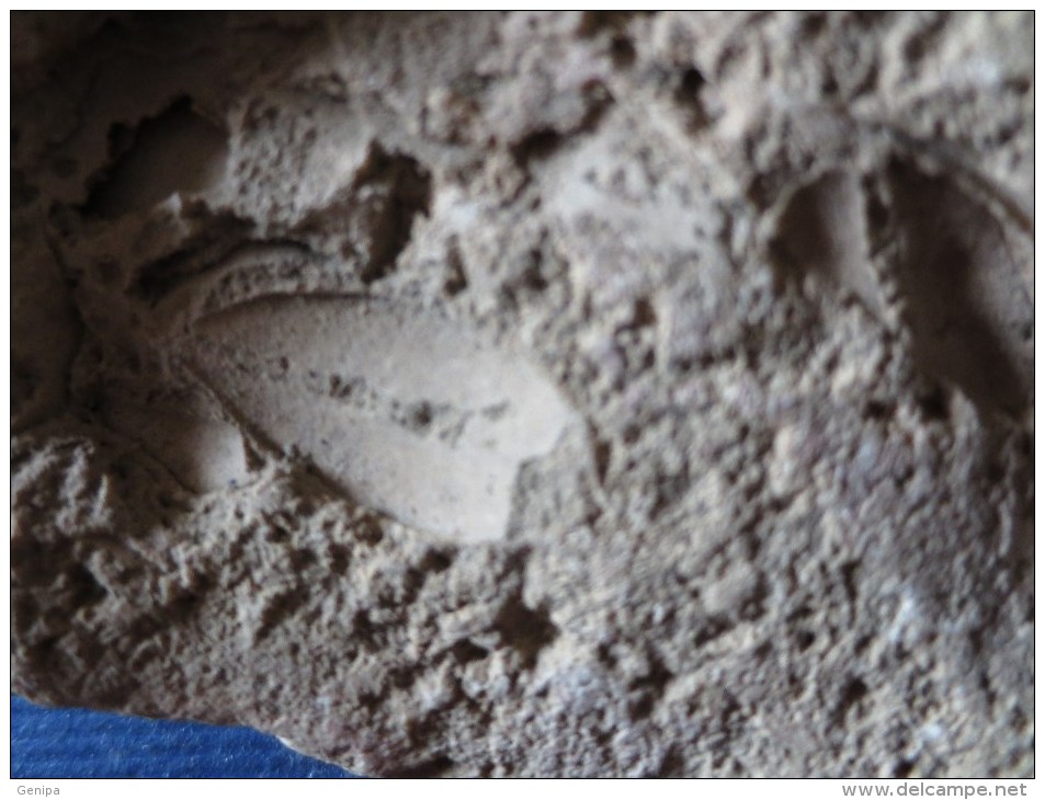 FOSSILE VEGETAUX (Feuilles- Graines) (3 Scans) - Fossils