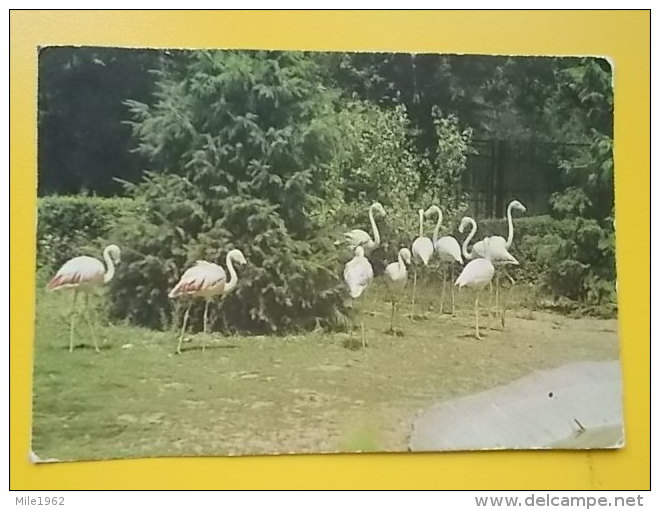 ZOO ZAGREB, FLAMINGO - Oiseaux