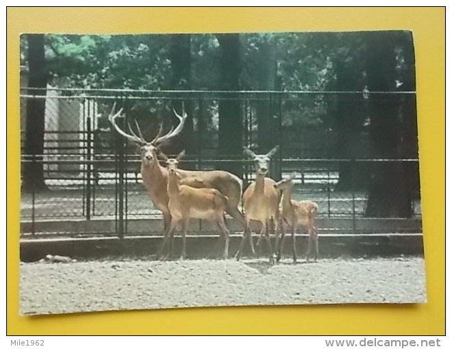 ZOO, JELEN, ROTHIRSCH - ZOOLOSKI VRT ZAGREB - Autres & Non Classés