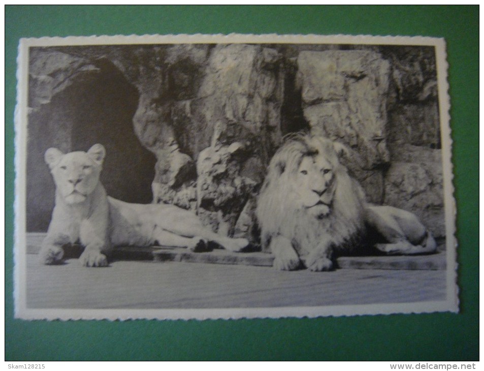 Dierentuin ANTWERPEN Jardin Zoologique ANVERS --- Leeuw En Leeuwin --- Lion Et Lionne - Lions