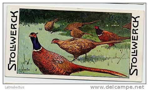 Stollwerck - Règne Animal – 14.4 (FR) – Faisans, Pheasants, Fazanten, Phasianus  - Stollwerck