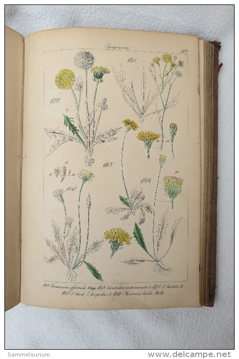 Prof.Dr.C.G.Lorek "Flora Prussica" mit Abbildungen sämmtlicher bis jetzt aufgefundener Pflanzen Preussens von 1848
