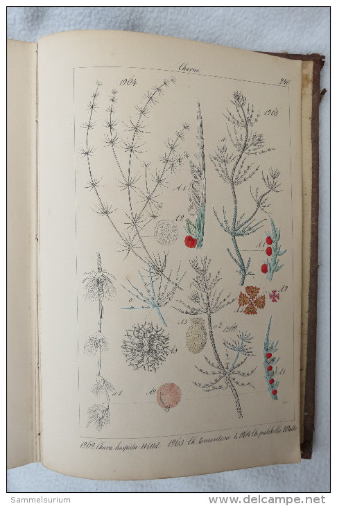 Prof.Dr.C.G.Lorek "Flora Prussica" mit Abbildungen sämmtlicher bis jetzt aufgefundener Pflanzen Preussens von 1848