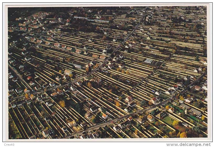 Carte Postale Moderne Non écrite Seine Et Marne 77 - Thomery, Les Murs à Raisin Chasselas - Autres & Non Classés