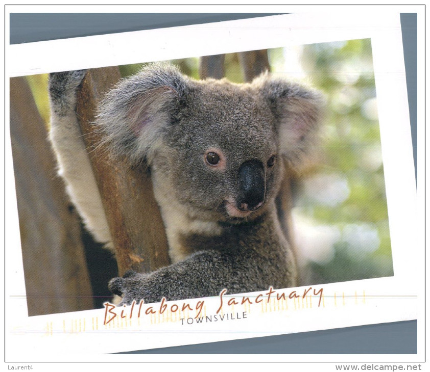 (PH 999) Australia - Koala - Ours