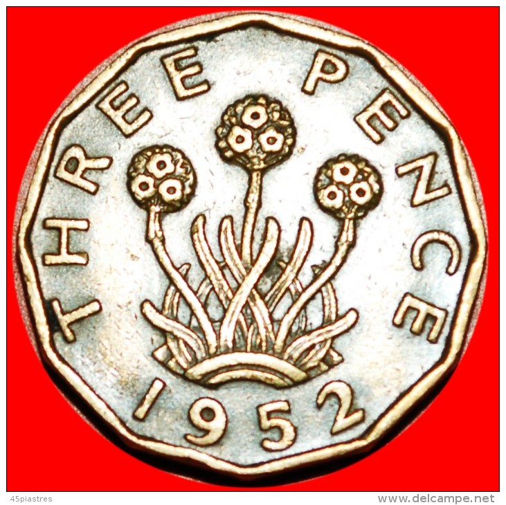 * THRIFT PLANT UNITED KINGDOM 3 PENCE 1952 GEORGE VI (1937-1952)! INTERESTING TYPE! GREAT BRITAIN LOW START NO RESERVE! - F. 3 Pence