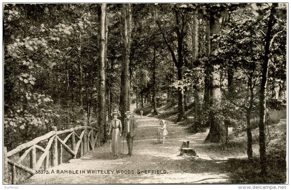 YORKS - SHEFFIELD - A RAMBLE IN WHITELEY WOODS Ys99 - Sheffield