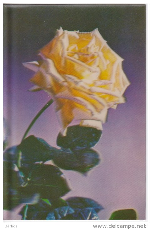 Poland ; 1988 ; Flowers ;  Roses ; Postcard , Used - Roses