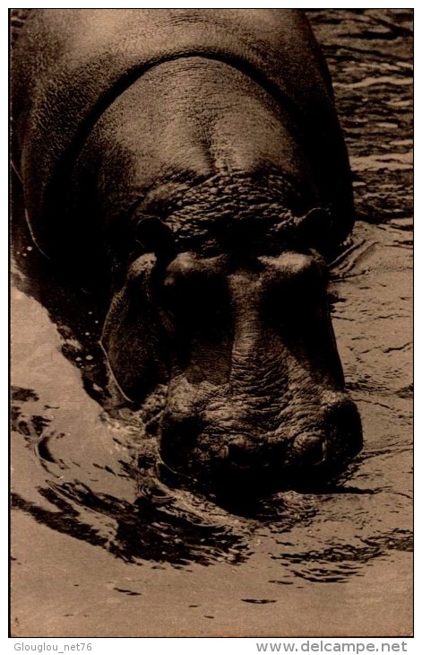 PARC ZOOLOGIQUE DU BOIS DE VINCENNES..L'UN DES HIPPOPOTAMES...CPA - Hippopotames
