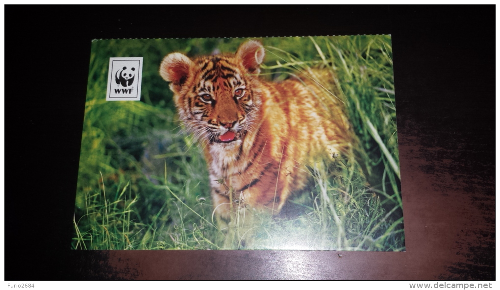 C- 40758 TIGRE TIGRI WWF - Tigers