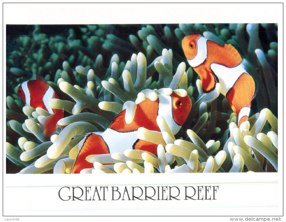 (PH 200) Australia - QLD - Great Barrier Reef Clownfish - Great Barrier Reef