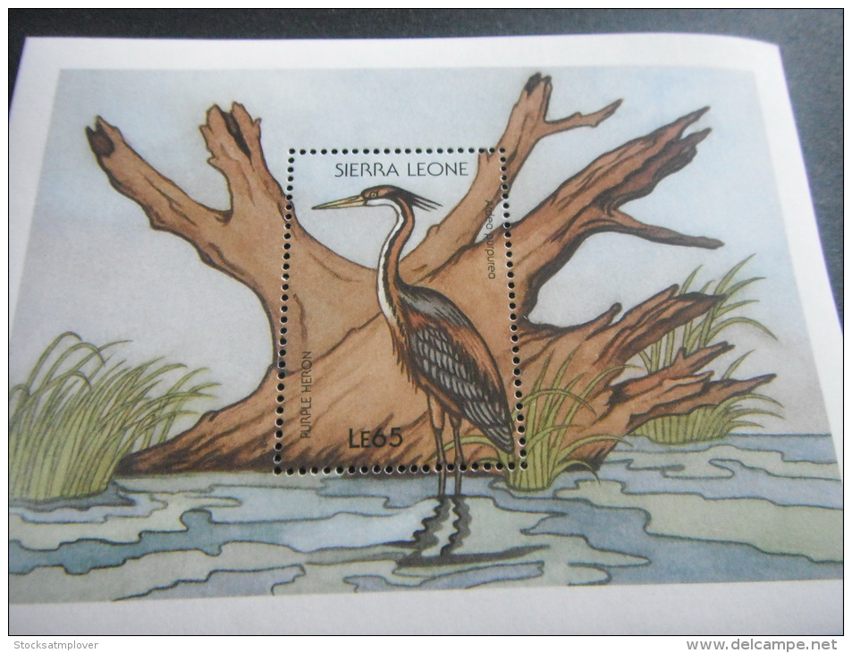 Sierra Leone -Birds - Piciformes (pájaros Carpinteros)