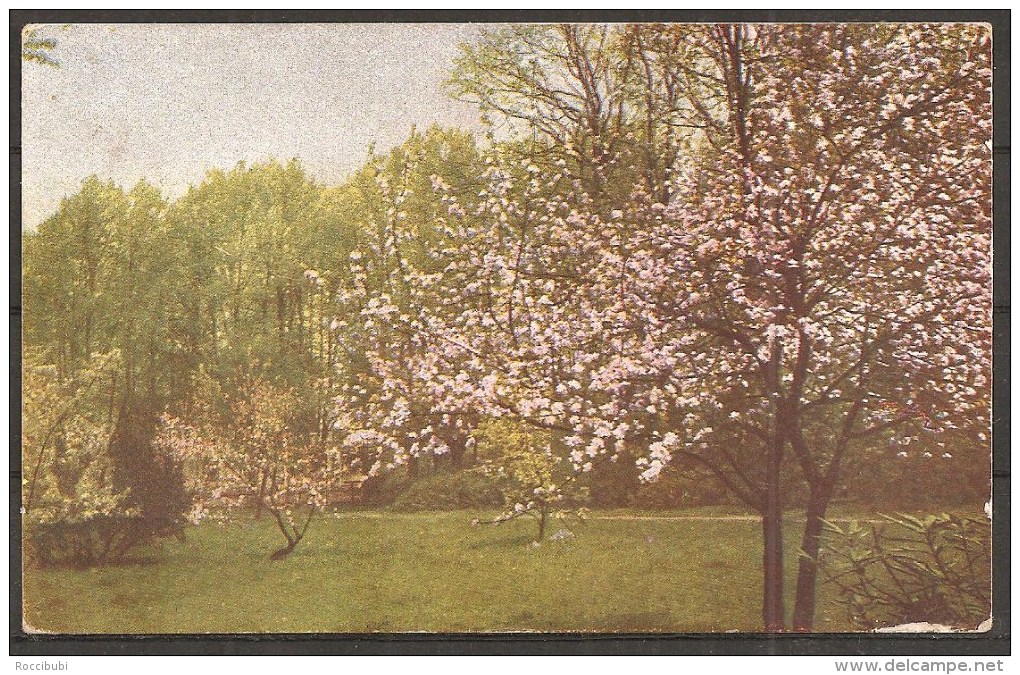 Kirschblüten, Waldsee, Bergatreute 1917 - Bad Waldsee
