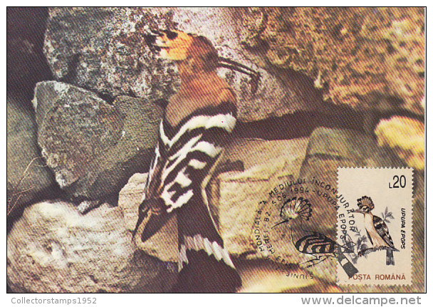 24234- HOOPOE, BIRDS, MAXIMUM CARD, 1994, ROMANIA - Spechten En Klimvogels