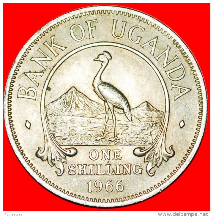 * CRANE: UGANDA 1 SHILLING 1966! LOW START  NO RESERVE! - Ouganda