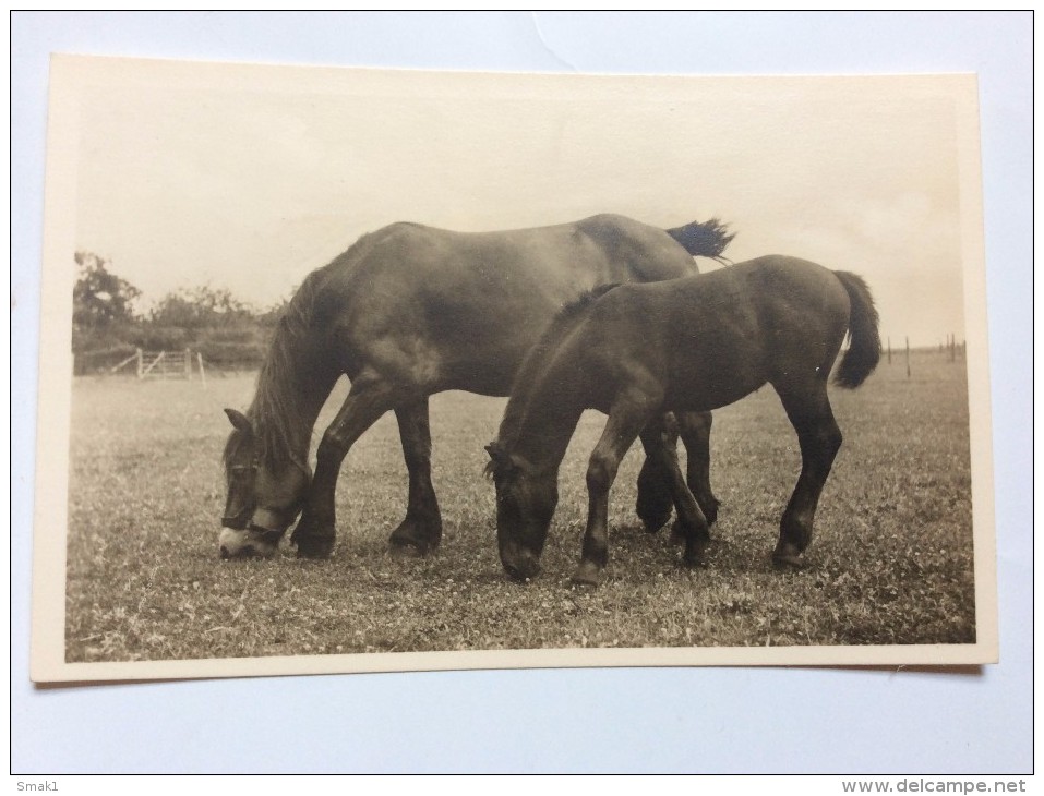 AK   HORSE   HORSES      PFERDE     POSTCARD - Pferde