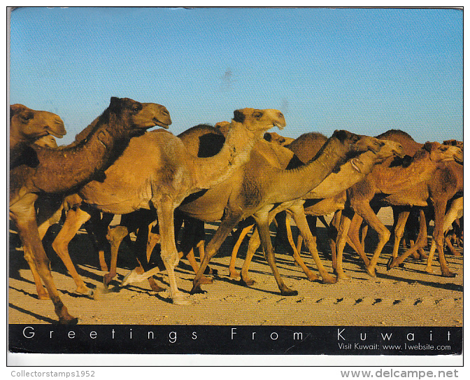 24538- KUWAIT- CAMEL HERD - Kuwait